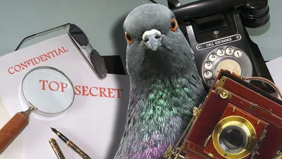 ЦРУ использовало голубей для шпионажа за СССР
