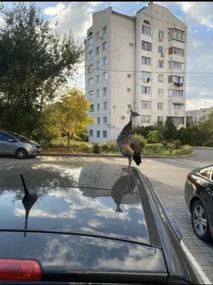 Крымские «голуби» | Пикабу