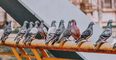 Декоративные голуби с набережной Феодосии будут переданы орнитологам -  Лента новостей Крыма