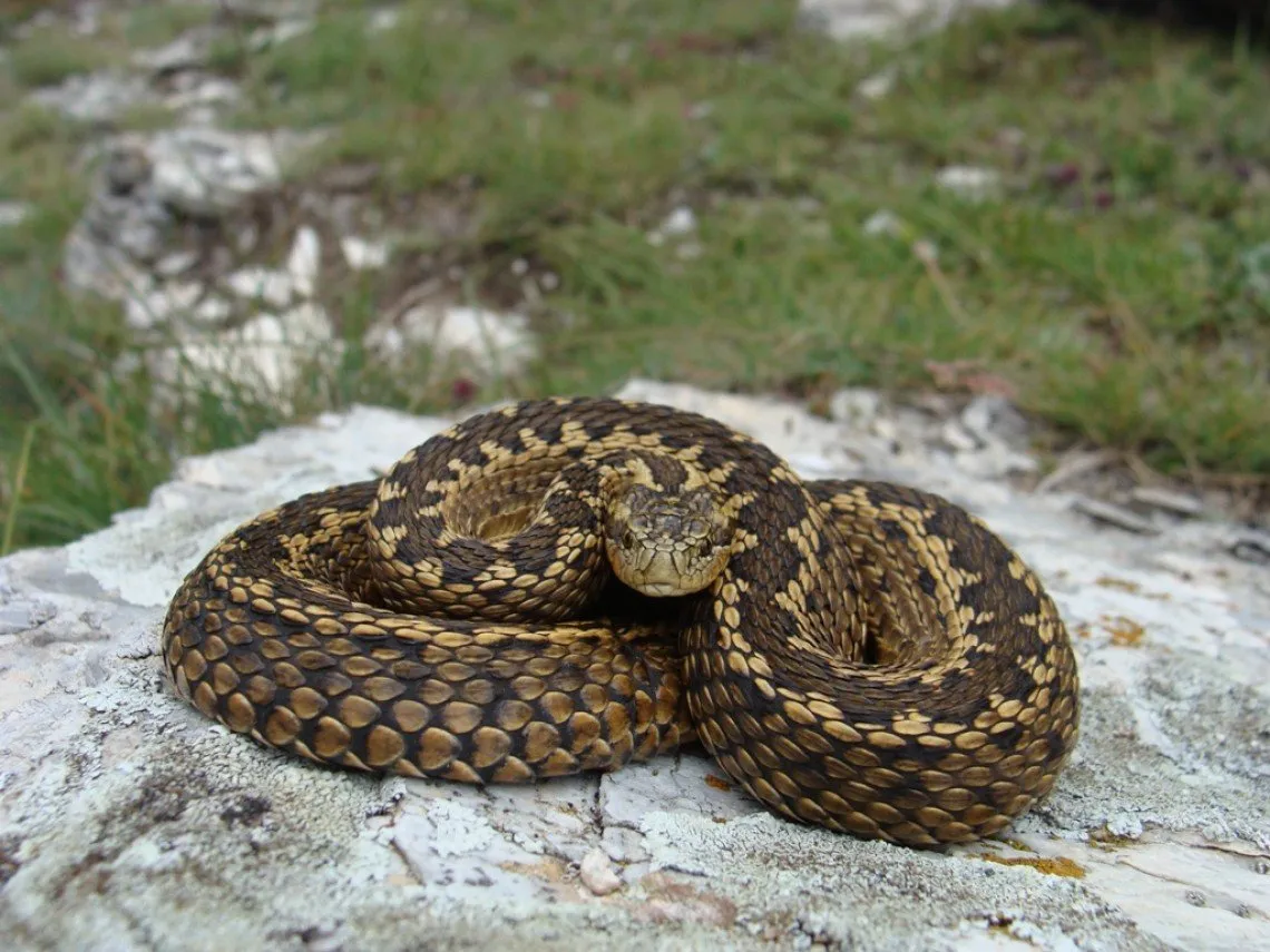 Степная гадюка в крыму. Степная гадюка. Степная гадюка (Vipera ursinii). Гадюка Степная Крымская. Степная гадюка (Vipera Renardi).