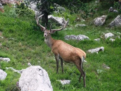 Экологи сняли на видео поединок Крымских благородных оленей - KP.RU