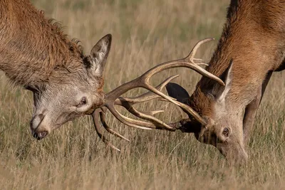 Крымский благородный олень 🦌 | Крым Дзен | Дзен