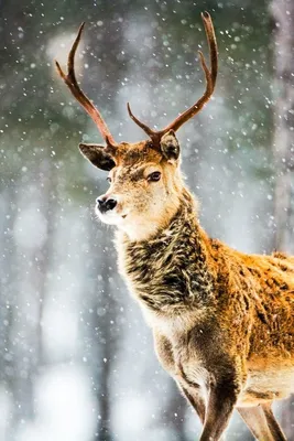 Крымский благородный олень 🦌 | Крым Дзен | Дзен