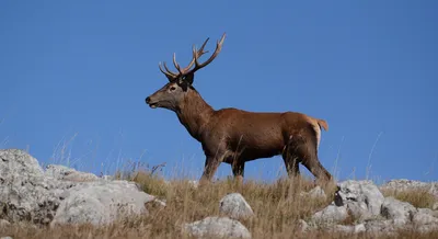 Крымский благородный олень 🦌 | Крым Дзен | Дзен