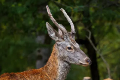 Крымский благородный олень 🦌 — Татьяна Зорова на TenChat.ru