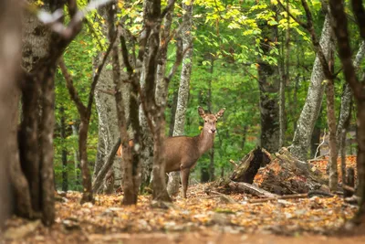 🦌 Охота на оленей: северного, благородного, пятнистого – GetHunt