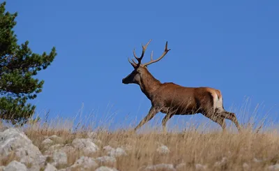 Крымский благородный олень 🦌 | Крым Дзен | Дзен