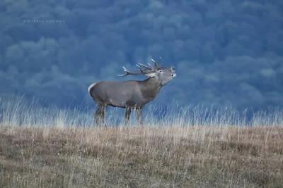 Крымский благородный олень 🦌 | Крым Дзен | Дзен