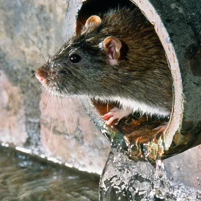 Крыса в унитазе напугала россиянку среди ночи: Дом: Среда обитания: Lenta.ru