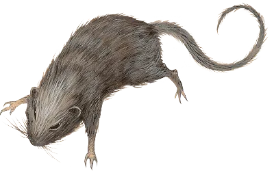 Гигантская крыса днд - 83 фото