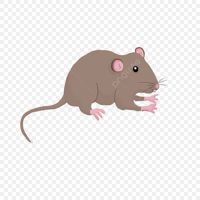 крыса клипарт маленькая коричневая крыса PNG , коричневая мышь, мышь,  клипарт крыса PNG картинки и пнг PSD рисунок для бесплатной загрузки
