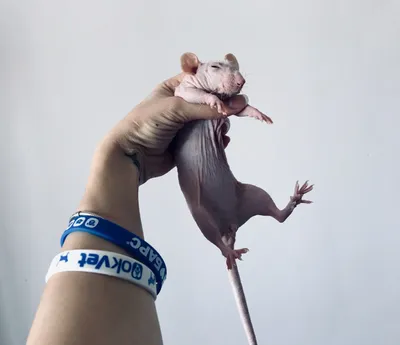 Крыса | Пикабу