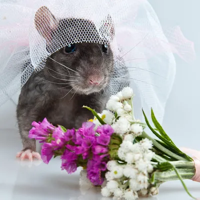 Крыса-невеста :) | Свадебная фото | Svetlana P | Flickr