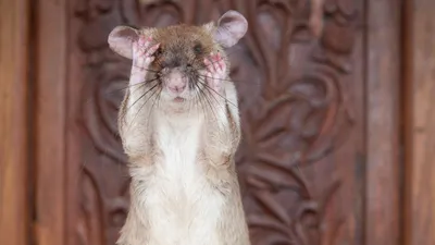 Британцев предупредили о миллионах крыс, которые придут в их дома - РИА  Новости, 12.12.2020