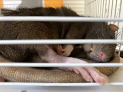 Крыса спит - она устала | Пикабу