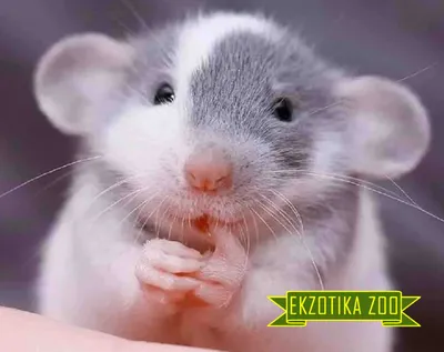 Крыса Дамбо - Зоомагазин онлайн Ekzotika-Zoo Винница