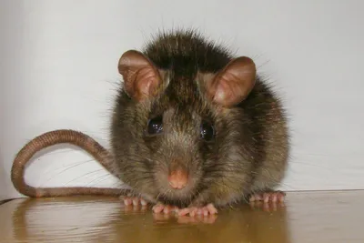 Крыса, ужасная и прекрасная: что мы о них знаем и почему боимся? - Delfi RUS
