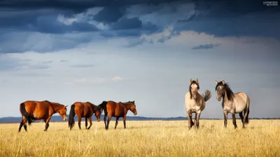Обои лошади, казахстан, грациозные, ксения, собчак для рабочего стола #31393