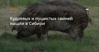 Бородатая свинья — Википедия