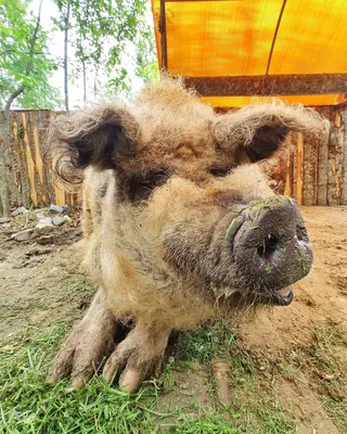 Свинья венгерской породы Mangalitsa курчавая Свиньи Mangalitsas кудрявые  волосы Стоковое Фото - изображение насчитывающей шерстисто, природа:  199805628