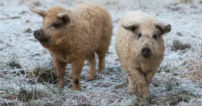 Красивая Волосатая Ласточка Брюшка Мангалицы Свинья (Sus Scrofa),  Венгерская Порода Домашних Свиней С Толстым И Пушистым Пальто, В Лесе В  Нидерландах. Фотография, картинки, изображения и сток-фотография без  роялти. Image 76747559