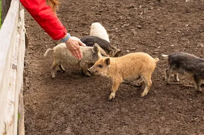 Свинья венгерской породы Mangalitsa курчавая Свиньи Mangalitsas кудрявые  волосы Стоковое Фото - изображение насчитывающей природа, ангстрома:  199805974