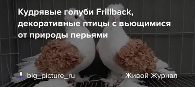 Кудрявые голуби Frillback, декоративные птицы с вьющимися от природы  перьями » BigPicture.ru