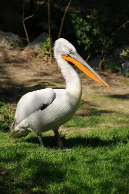 Кудрявый пеликан фото
