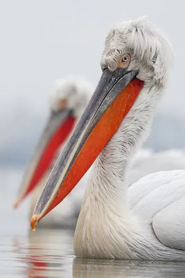 Кудрявый пеликан (Pelecanus crispus) | Exotic birds, Pet birds, Beautiful  birds