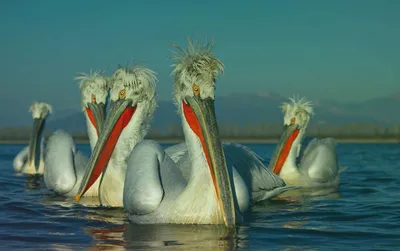 Кудрявый пеликан Pelecanus crispus | Красная книга России.