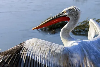 Кудрявый пеликан (Pelecanus crispus) – Астраханский биосферный заповедник