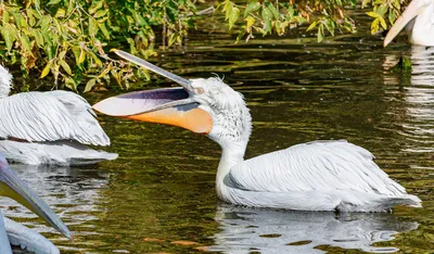 Кудрявый пеликан (Pelecanus crispus) – Астраханский биосферный заповедник