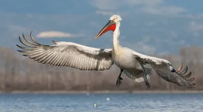 Розовый пеликан (Фауна Республики Конго) · iNaturalist