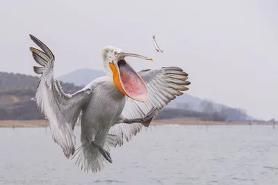 File:Кудрявый пеликан (Pelecanus crispus).jpg - Wikimedia Commons