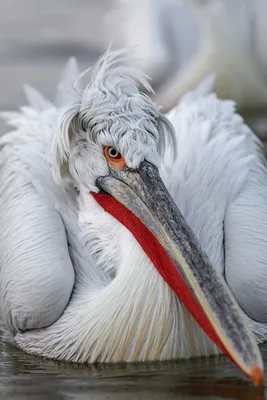 Кудрявый пеликан — Pelecanus crispus / Статьи / Птицы Европы