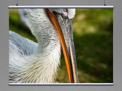 Къдроглав пеликан (Pelecanus crispus) | Via Pontica