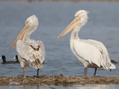 Кудрявый пеликан - eBird