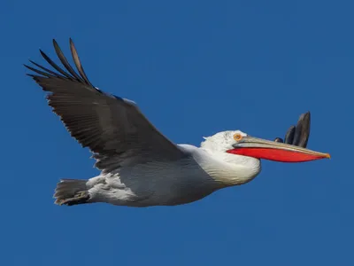 Кудрявый пеликан - eBird