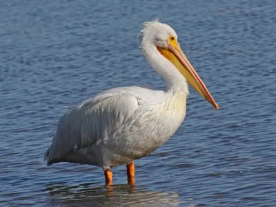 Dalmatian Pelican / Кудрявый пеликан | Пеликан — персонаж мн… | Flickr