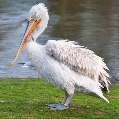 Кудрявый пеликан — Pelecanus crispus / Статьи / Птицы Европы