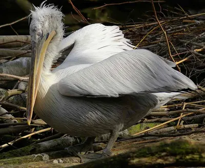 ФотоБлог Торгачкин Игорь Петрович © Igor Torgachkin: Кудрявый пеликан /  Pelecanus crispus / Dalmatian Pelican