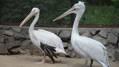 Кудрявый пеликан (Pelecanus crispus) – Астраханский биосферный заповедник