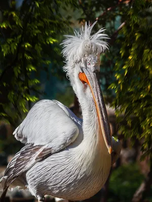 Кудрявый пеликан (Pelecanus crispus)