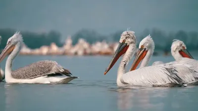 ФотоБлог Торгачкин Игорь Петрович © Igor Torgachkin: Кудрявый пеликан /  Pelecanus crispus / Dalmatian Pelican