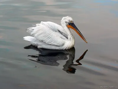 Кудрявый пеликан, плавающий на воде pelecanus crispus | Премиум Фото