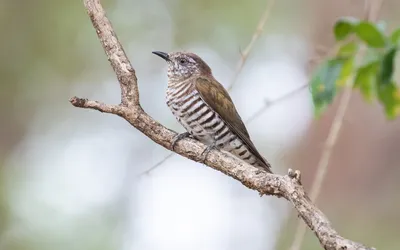 Бронзовая кукушка (plagosus) - eBird