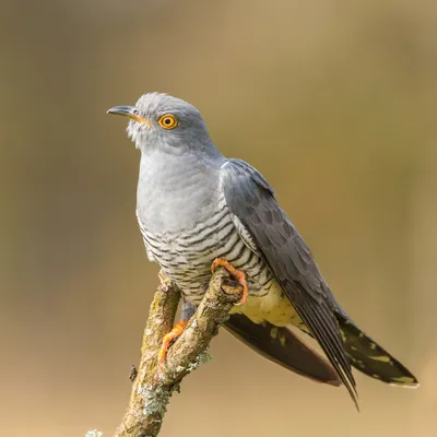 Обыкновенная кукушка (Животный мир Восточно- Казахстанской Области) ·  iNaturalist