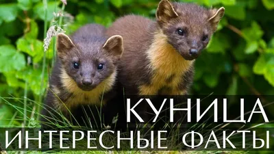 Куница - Интересные факты