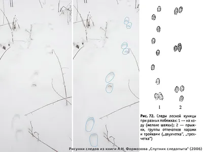 В Нижне-Свирском заповеднике рассказали, как распознать следы куницы на  снегу | Online47.ru