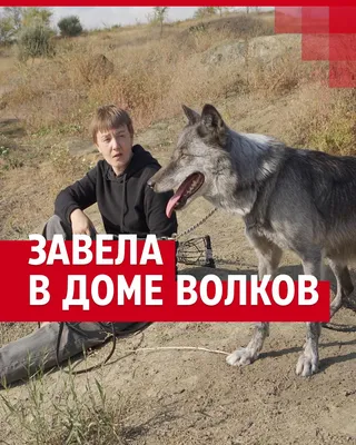 Жительница Самары Ирина Ходулина стала вожаком волчьей стаи: кто такие  волкособы и можно ли их держать дома - 26 октября 2023 - НГС24